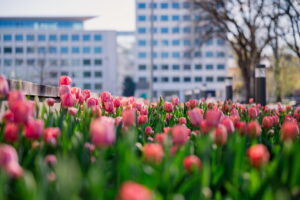 Kauno miesto savivaldybė Gėlių žydėjimas